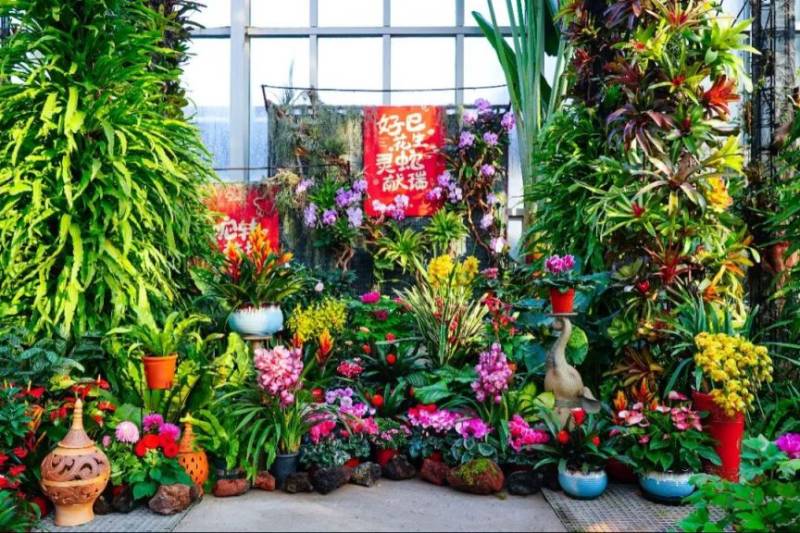 2025年上海植物园年宵花展时间+地点+门票+交通(2) 2025年上海植物园年宵花展时间+地点+门票+交通(2)