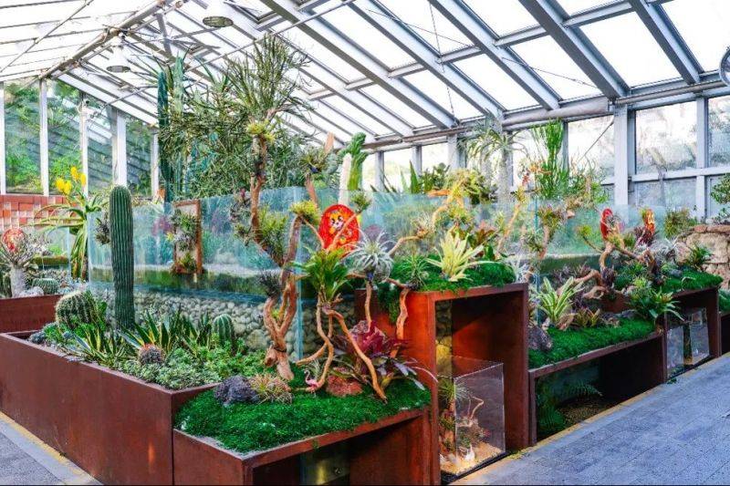 2025年上海植物园年宵花展时间+地点+门票+交通(3) 2025年上海植物园年宵花展时间+地点+门票+交通(3)