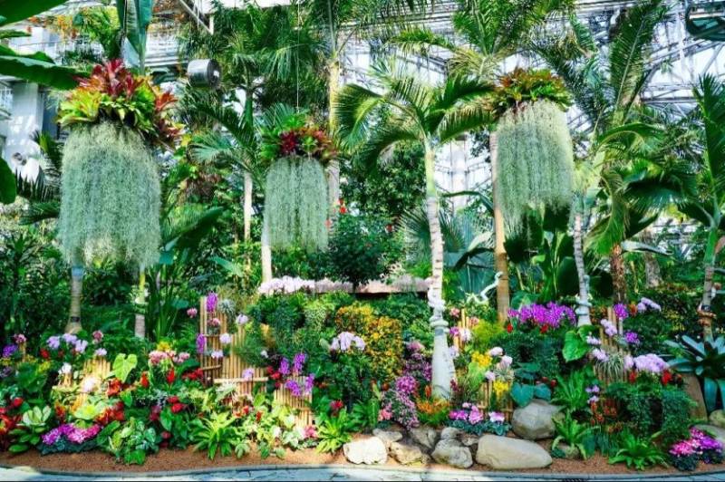 2025年上海植物园年宵花展时间+地点+门票+交通(4) 2025年上海植物园年宵花展时间+地点+门票+交通(4)