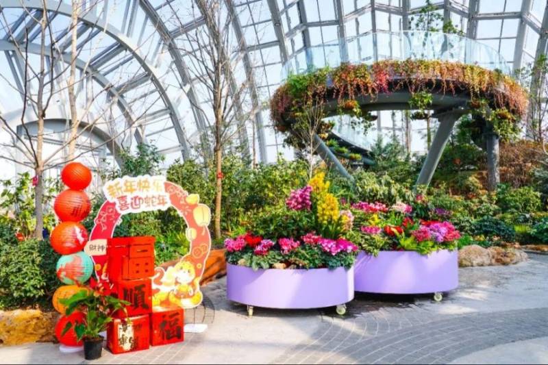 2025年上海植物园年宵花展时间+地点+门票+交通(5) 2025年上海植物园年宵花展时间+地点+门票+交通(5)