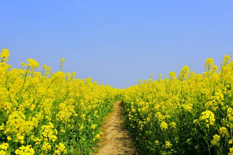 隆平稻作公园油菜花攻略（开花时间+在哪+门票）