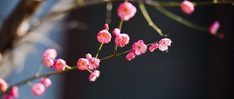 南京梅花山游玩时间什么时候最好