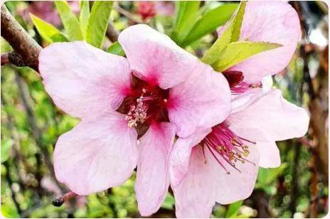 珠海2月赏花攻略（时间+地点+花种）（3）