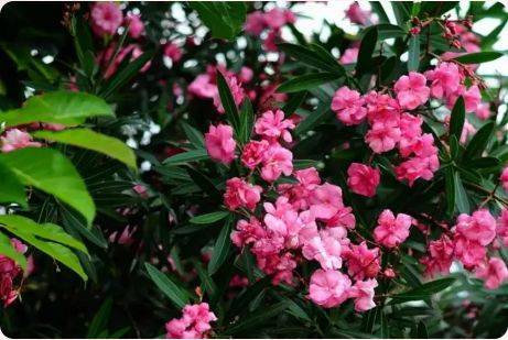 珠海2月赏花攻略（时间+地点+花种）