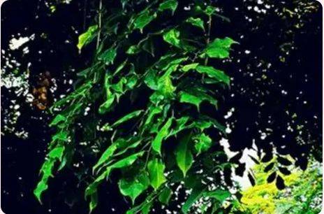 珠海2月赏花攻略（时间+地点+花种）（8）