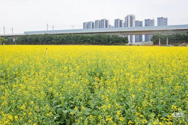 2025深圳赏花的地方盘点 全年赏花时间表