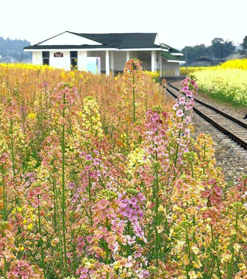 2025重庆潼南油菜花观赏攻略（时间、地点、游览路线）（4）