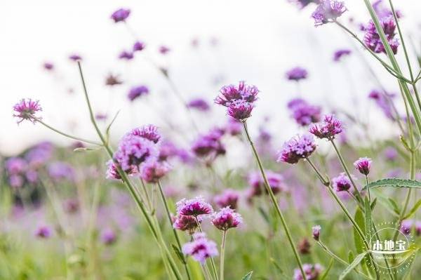 深圳3月赏花指南(毛杜鹃、黄花风铃木、木棉花)