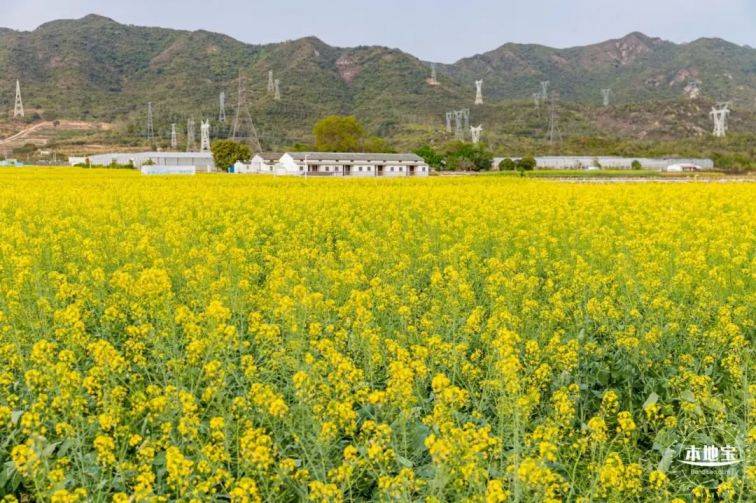 大鹏油菜花什么时候开(时间)