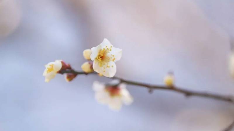 2025上海普陀赏花时间一览（附观赏地点）（2）